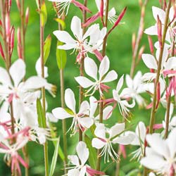 Gaura blanc de Lindheimer / Gaura lindheimeri alba